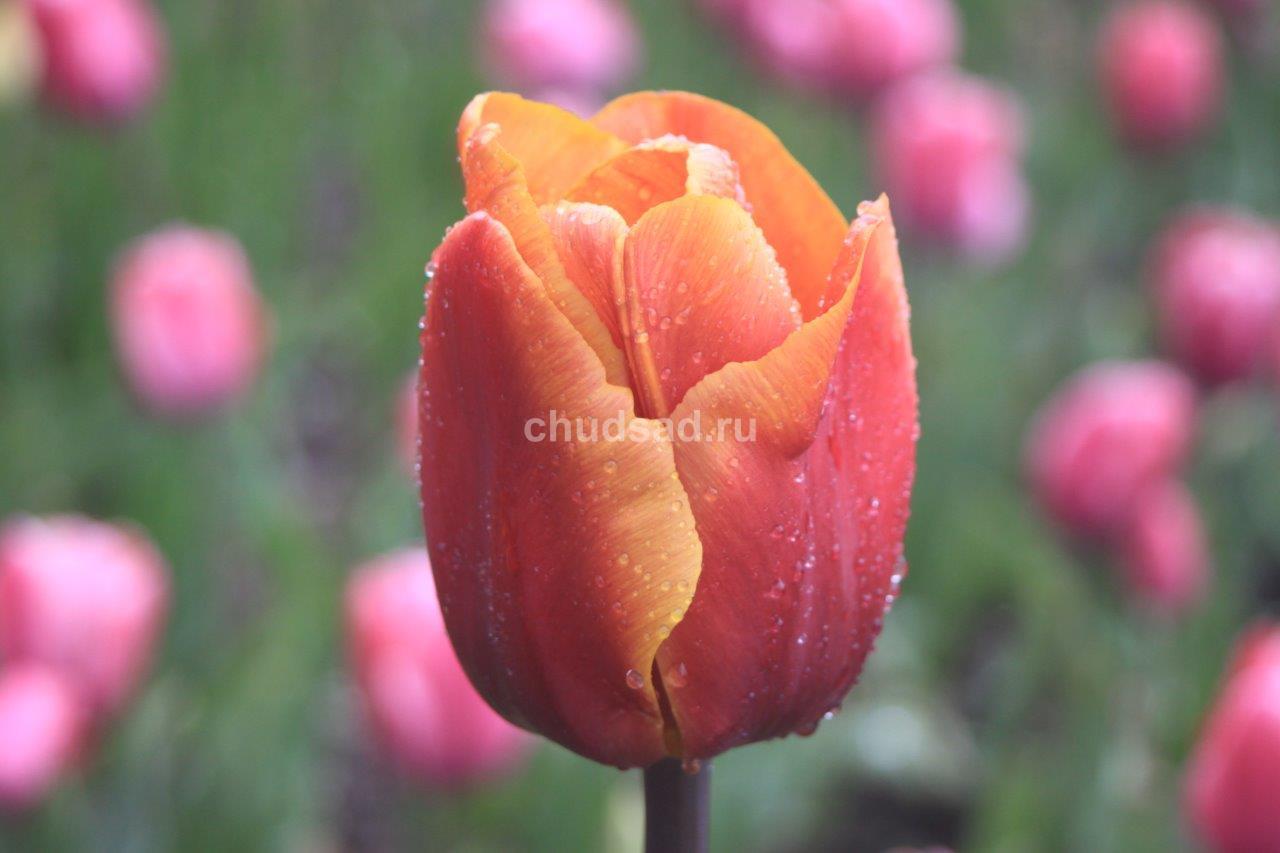 Тюльпан Мала Лайка (триумф.) Image