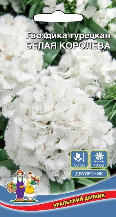 Цветы Гвоздика турецкая Белая королева Image